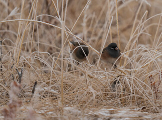 Dark-eyed Junco on a winter morning