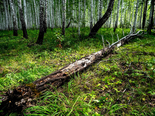 the trunk of a fallen old ruined tree in the forest among the green grass