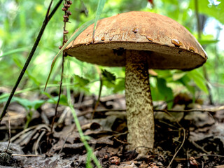 edible boletus mushroom in the forest among fallen leaves and grass