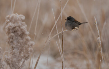 Dark-eyed Junco on a winter morning