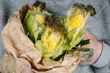 Corn cobs in male hands. Farmer holding Corn on the cob.