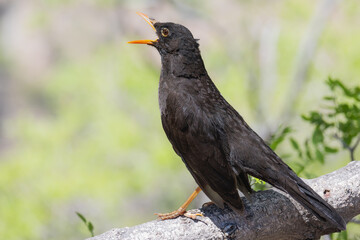 Thrush bird posing for the camera on a log.