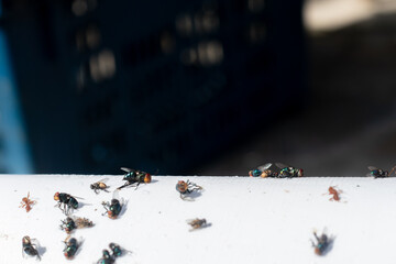 Flies caught in glue traps