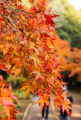 偕楽園　紅葉ロード
