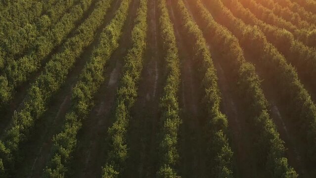 Dawn aerial view of orchards in South Africa's prime stone fruit production areas, Ceres and Tulbagh, in the Western Cape, during the summer harvest season.
