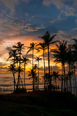Obraz premium Beautiful sunset on the Indian Ocean coast on the island of Sri Lanka, Mirissa.