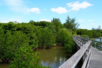 Fototapeta na wymiar View of Manglove Forest, Miyako Island - Okinawa
