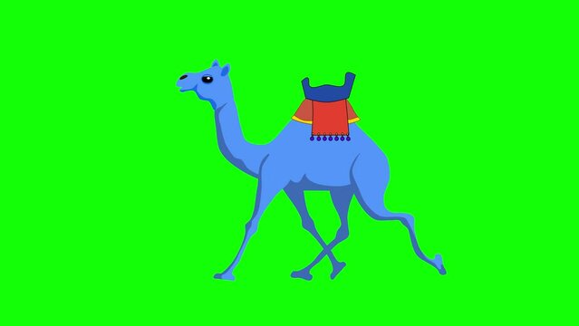 blue color  camel running animation on green screen 2d animation cartoon