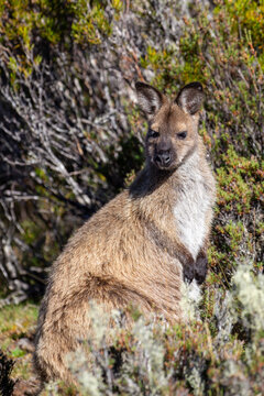 The Bennetts or Red Necked Wallaby (Notamacropus rufogriseus).