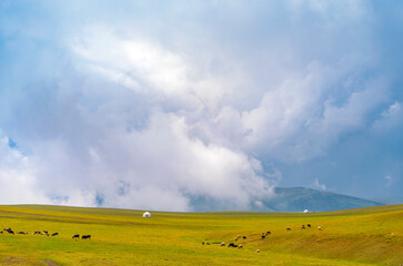 Beautiful nature of Kazakhstan on the Assy plateau. White yurt with grazing animals nearby under the rain clouds.