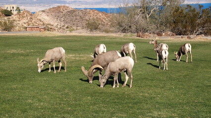 A family of wild big horn sheep grazing in a park