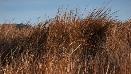 Reeds blowing in the wind