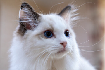 Cute, small Ragdoll cat. 3 months old