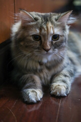 Close up of cute fluffy brown cat sitting on the floor. Mixed breed cat between Maine Coon and Scottish Fold.