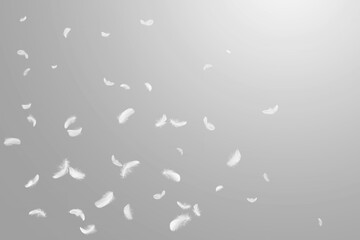 Abstract White Bird Feathers Floating in The Sky. Freedom, Feather Softness, Falling White Feathers.	
