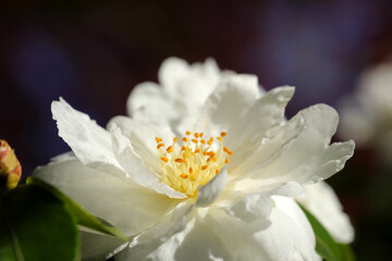 美しいユチャの白い花（自然光＋ストロボ、マクロ接写撮影）