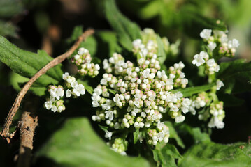 白い小花が集まったセイヨウカノコソウの集散花序（自然光・マクロレンズ接写）