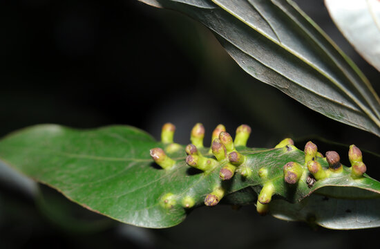 大きなシロダモの葉上にたくさんのシロダモタマバエの虫コブクローズアップ（マクロ接写写真）