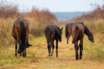 wild herd walking away searching for feed at Florida preserve