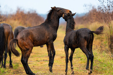 baby mustang colts playing in the wild