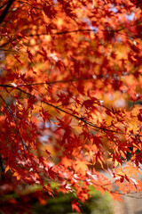 autumn leaves background