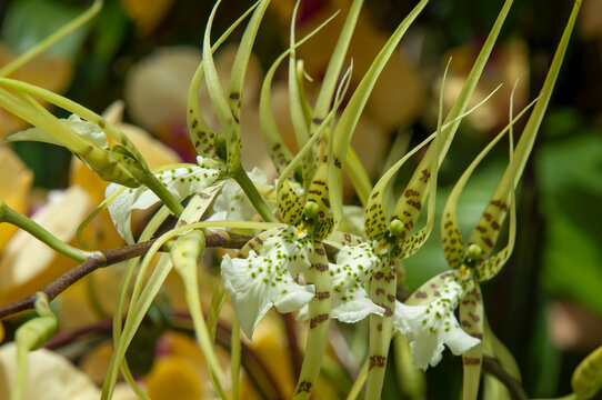 Sydney Australia, flower stem of a  brassia verrucosa orchid