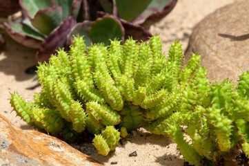 Sydney Australia, euphorbia submamillaris is native to cape province, South Africa 