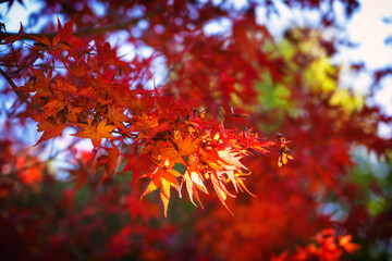 Naklejka na ściany i meble Autumn maple leaves with beautiful red color, sunlight