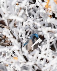Woodhouse's Scrub Jay, Cheyenne Mountain State Park