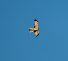 Northern Harrier hunting over the fields