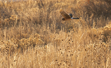 Northern Harrier hunting over the fields