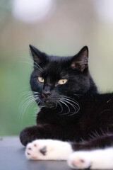 Fototapeta na wymiar black cat profile laying down relaxing