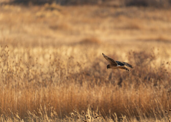 Northern Harrier hunting over the fields