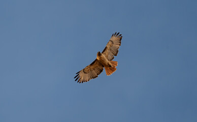 Red-tailed hawk in flight in Colorado