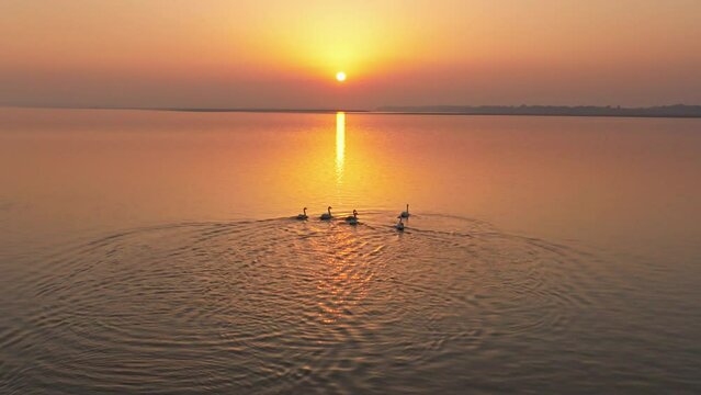 Scenery of Poyang Lake in Jiangxi, China, a paradise for migratory birds，flying birds