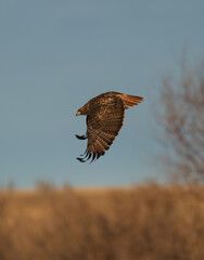 Red-tailed hawk in flight in Colorado