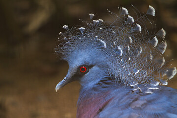 closeup of the face of a beautiful victoria goura