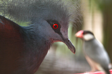 close up of a pigeon in the zoo