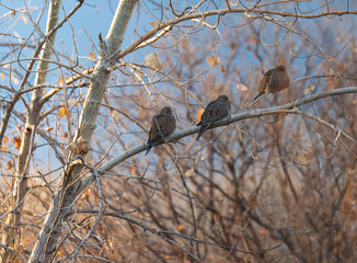 Three mourning doves perched in tree