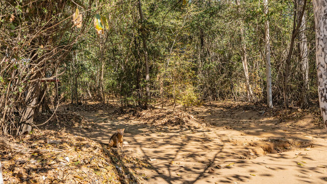 A unique Madagascar endemic, the fossa predator, is sitting on a path in the forest. Shiny brown fur, muscular paws with claws. The animal looks carefully ahead in front of him. Kirindy forest