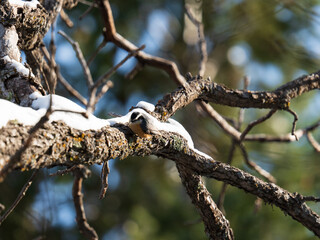 Red breasted Nuthatch in Colorado