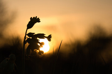 Beautiful orange sky with sun behind silhouette of flowers and grass on a spring night in Potzbach,...