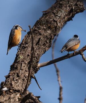 Red Breasted Nuthatch In Colorado