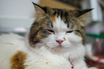 Close up of cute fluffy sleepy white cat. Mixed breed cat between Maine Coon and Scottish Fold.