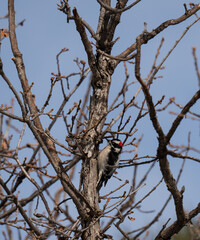 Downy Woodpecker, Cheyenne Mountain State Park