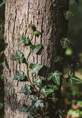 tree trunk with green leaves