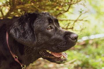 black labrador retriever