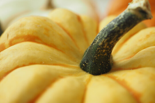  closeup of xaf mini pumpkins color background 