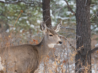 Mule deer doe in Colorado