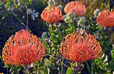 Landscape with orange Pincushion Proteas and Fynbos in the Kogelberg Nature Reserve